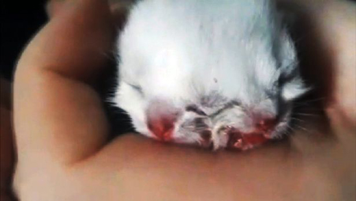 A pet owner says he was left stunned when his cat gave birth to a kitten with two heads and three eyes.